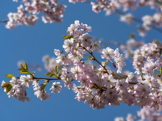 Cherry tree in full blossom, Munich, Germany, Europe