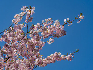 Cherry tree in full blossom, Munich, Germany, Europe
