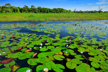 African landscape, water lily with green leaves on the water surface with blue sky, Okavango delta, Moremi, Botswana. River and green vegetation during vet season, March in Africa.