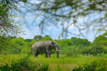 Obraz premium Big elephant walking in the grass with blue sky. Huge mammal in nature habitat, green vegetation, with tress in the background, Botswana, Africa.