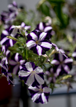 Violet white pelargonium - flowers on the terrace