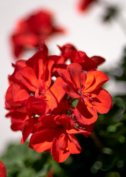 Red pelargonium- flowers on the terrace