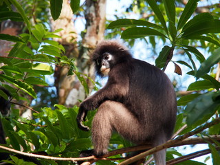 Südlicher Brillenlangur