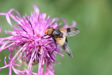 A Volucella pellucens pollinating red clover
