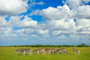 Zebras with blue sky and white clouds. Burchell's zebra, Equus quagga burchellii, Nxai Pan National Park, Botswana, Africa. Wild animal on the green meadow. Wildlife nature, safari in rainy season.