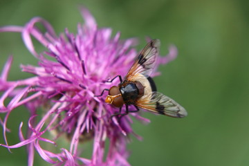 Volucella pellucens sitting and standing on red clover trying find some sweet