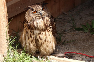 A bored Eurasian eagle-owl sitting near wooden in park