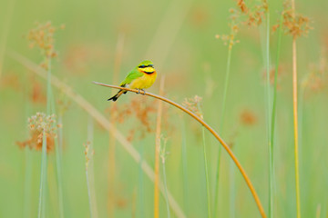Little Bee-eater, Merops pusillus, detail of exotic green and yellow african bird with red eye in the nature habitat, Okavango, Botswana, Africa. Wildlife scene form nature.