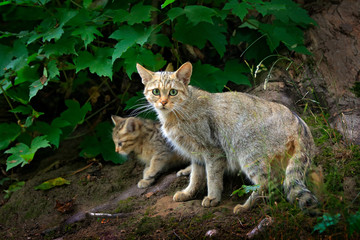 Naklejka na ściany i meble Wild Cat with cub, Felis silvestris, animal in the nature tree forest habitat, hidden in the tree trunk, Central Europe. Wildlife scene from nature. Young cat with mother.