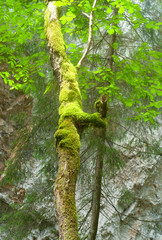 A tree covered with moss in mountain in a sunny day
