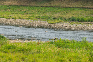 A fast, small mountain stream dividing the green field into two banks