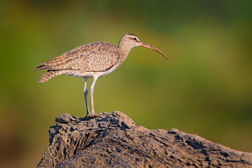 Whimbrel, Numenius phaeopus on the tree trunk, walking in the nature forest habitat. Wader bird with curved bill.