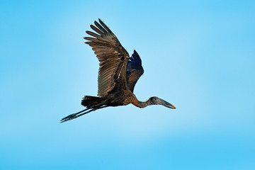 African Openbill, Anastomus lamelligerus, black large african stork.