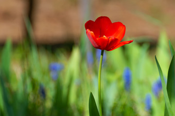 corn poppy in the garden