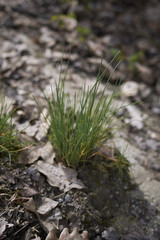 Allium schoenoprasum