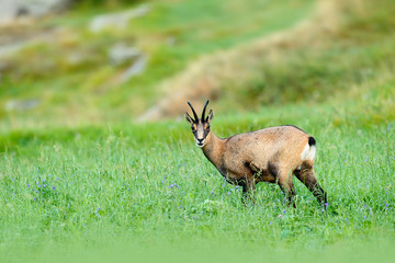 Chamois, Rupicapra rupicapra, in the green grass, grey rock in background, Gran Paradiso, Italy. Horned animal in the Alp. Wildlife scene from nature.