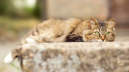 portrait of a cat lying in the yard, a domestic pet walking outdoors