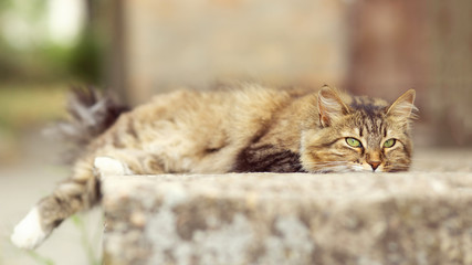 portrait of a cat lying in the yard, a domestic pet walking outdoors