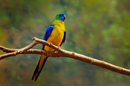 Turquoise parrot, Neophema pulchella, beautiful blue bird from Eastern Australia. PArrot in the nature habitat, sitting on the branch. Wildlife scene from nature.