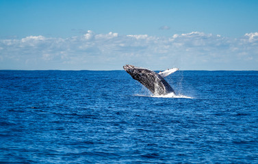 Humpback whale jumping out of the water. The whale is of dark colour