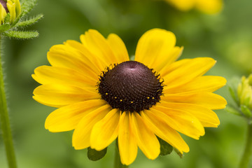 Fiore Margherita Gialla