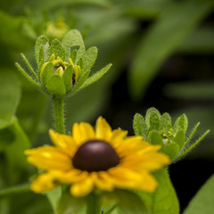 Fiore Margherita Gialla