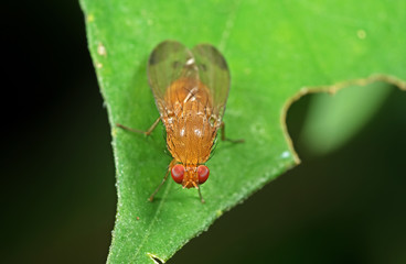 Macro Photo of Little Orange fly on Green Leaf