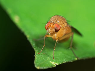 Macro Photo of Head of Little Orange fly on Green Leaf