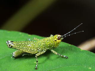 Macro Photo of Spotted Grasshopper on Green Leaf