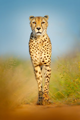 Cheetah, Acinonyx jubatus, walking wild cat. Fastest mammal on the land, Botswana, Africa. Cheetah on gravel road, in forest. Spotted wild cat in nature habitat, Okavango.