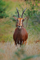 Roan antelope, Hippotragus equinus, savanna antelope found in West, Central, East and Southern...