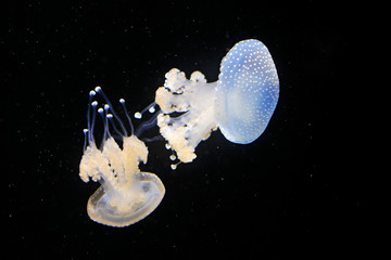 Obraz na płótnie Canvas Phyllorhiza punctata, Australian spotted jellyfish in the dark sea water. White blue jellyfish in nature ocean habitat. Water floating bell medusa from Pacific, Japan and Australia