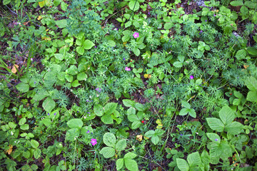 geranium forest flowers summer nature forest