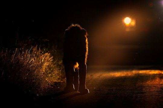 Night safari with light. Lion walking on the road with car in Kruger National Park, Africa. Animal behaviour in the nature habitat, male in dark night. Wildlife in South Africa.