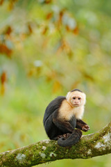 Wildlife of Costa Rica. Travel holiday in Central America. White-headed Capuchin, black monkey sitting on tree branch in the dark tropical forest.