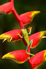 Beautiful amphibian in the forest, exotic animal from central America on red flower. Red-eyed Tree Frog, Agalychnis callidryas, animal with big red eyes, in the nature habitat, Costa Rica.