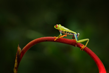 Agalychnis callidryas, Red-eyed Tree Frog, animal with big red eyes, in nature habitat, Panama. Beautiful amphibian in the green vegetation. Beautiful frog in tropic forest.