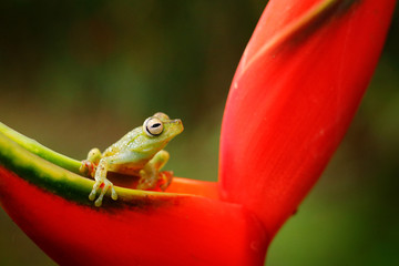 Fototapeta premium Hypsiboas rufitelus, Red-webbed Tree Frog, tinny amphibian with red flower. in nature habitat. Frog from Costa Rica, wide angle lens. Beautiful animal in jungle, exotic animal from South America.