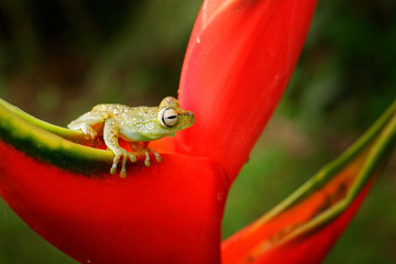 Hypsiboas rufitelus, Red-webbed Tree Frog, tinny amphibian with red flower.  in nature habitat. Frog from Costa Rica, wide angle lens. Beautiful animal in jungle, exotic animal from South America.
