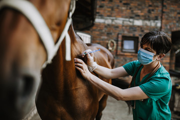 Woman veterinary checking horse health in stable - obrazy, fototapety, plakaty