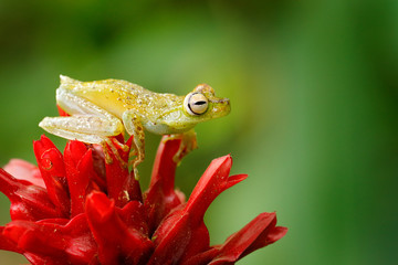 Hypsiboas rufitelus, Red-webbed Tree Frog, tinny amphibian with red flower.  in nature habitat....