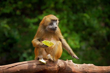 Guinea baboon, Papio papio, monkey from Guinea, Senegal and Gambia. Wild mammal in the nature habitat. Monkey feeding fruits in the gren vegetaton. Wildlife nature in central Africa.