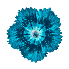 cerulean cyan carnation flower isolated on white background. Close-up.  Element of design.