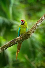 Crédence de cuisine en verre imprimé Perroquet Ara ambigua, perroquet vert Great-Green Macaw sur arbre. Oiseau sauvage rare dans l& 39 habitat naturel, assis sur la branche au Costa Rica. Scène de la faune dans la forêt tropicale.
