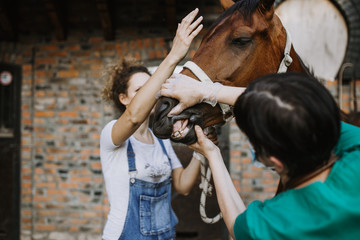 Fototapeta na wymiar Woman veterinary checking horse health in stable