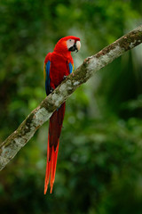 Naklejka premium Papuga czerwona Ara szkarłatna, Makau ara, ptak siedzący na gałęzi, Brazylia. Scena dzikiej przyrody z lasu tropikalnego. Piękna papuga na drzewie papugi w naturalnym środowisku.