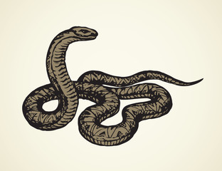 Snake. Vector drawing