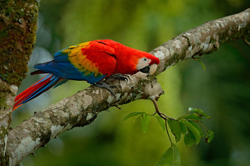 Red parrot Scarlet Macaw, Ara macao, bird sitting on the branch, Brazil. Wildlife scene from tropical forest. Beautiful parrot on tree freen tree in nature habitat.