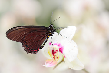 Butterfly sitting on white orchid bloom. Common Mormon, Papilio polytes, beautiful butterfly from Costa Rica and Panama. Wildlife scene with insect from tropical forest.