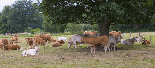 Troupeau de vaches